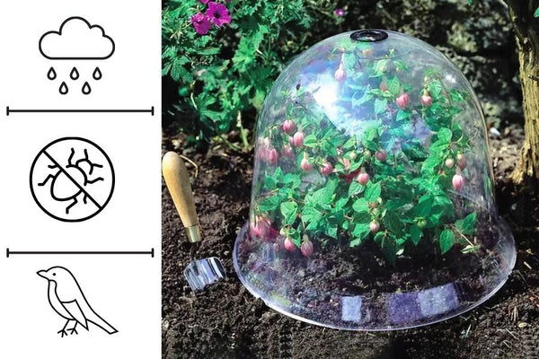 חממה כיפה להנבטה בעציץ כולל תריס לחות