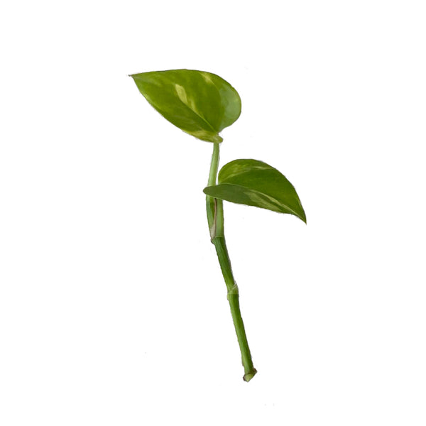 ייחור פוטוס