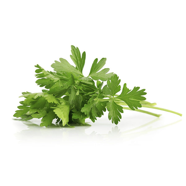 זרעי פטרוזיליה רעננה לזריעה