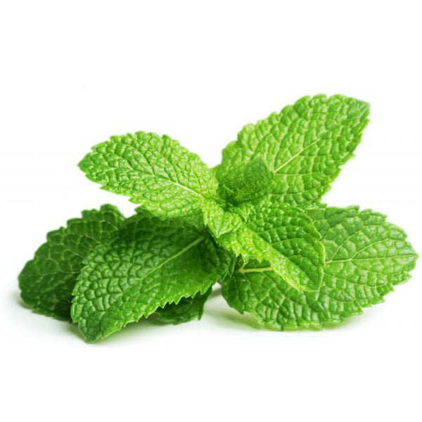 זרעי נענע מנטה ריחנית לגידול בבית