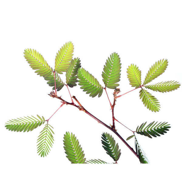 זרעי מימוזה ביישנית