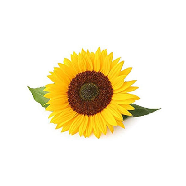 זרעי חמניות צהובות לגידול