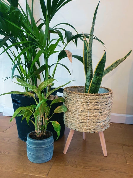 מעמד ראטן לעציץ - קש שזור