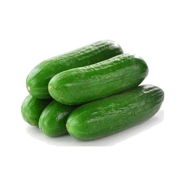 זרעי מלפפונים פוריים וקלים להנבטה