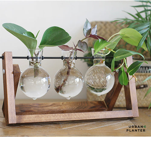 כרטיס מתנה לחנות של אורבן פלאנטר