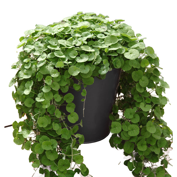 זרעי דיכונדרה ירוקה לשתילה