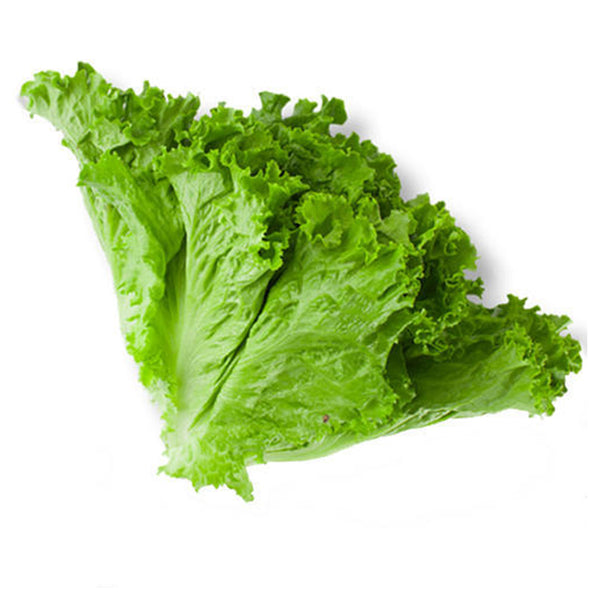 זרעי חסה עלים לגידול ביתי