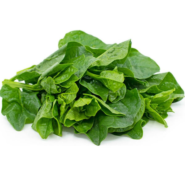 זרעי תרד עלים להנבטה וזריעה