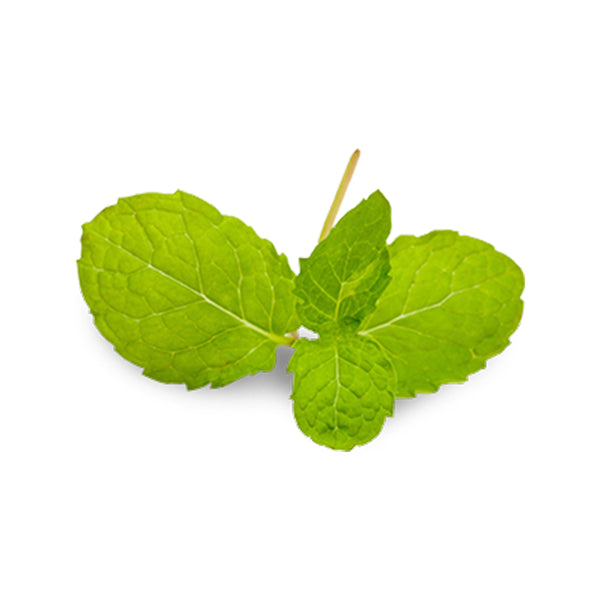 זרעי מליסה מזן ריחני ומשובח