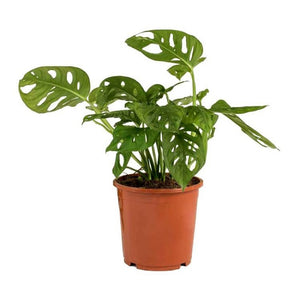 צמח מונסטרה מאנקי - UrbanPlanter