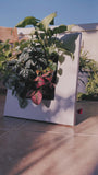 קיר ירוק - מתקן לתליית צמחים על הקיר